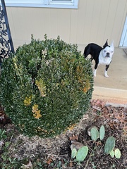 Buxus sempervirens