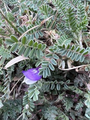 Astragalus lindheimeri