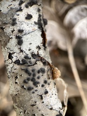 Hypoxylon fragiforme