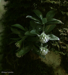 Eurystyles actinosophila