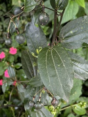 Passiflora cuspidifolia