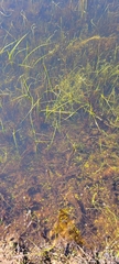 Crassula aquatica