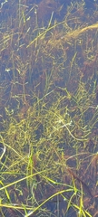 Crassula aquatica