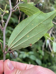 Passiflora cuspidifolia