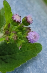 Ageratum conyzoides