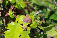 Callophrys augustinus