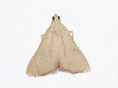 Hypsopygia albidalis