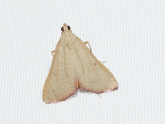 Hypsopygia albidalis