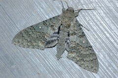 Manduca muscosa