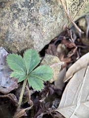 Potentilla canadensis