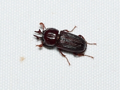 Syndesus cornutus