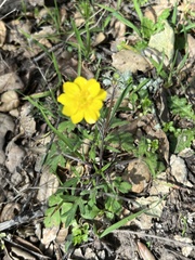 Ranunculus californicus