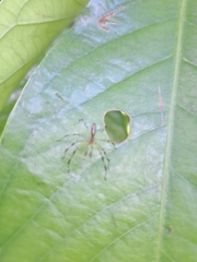 Peucetia rubrolineata