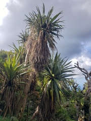 Cordyline indivisa