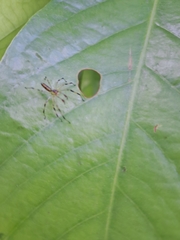 Peucetia rubrolineata