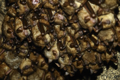 Cape Hairy Bat photo 2
