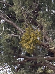 Phoradendron juniperinum