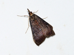 Uresiphita ornithopteralis