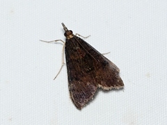 Uresiphita ornithopteralis