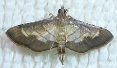 Cnaphalocrocis trebiusalis