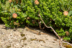 Pseudemoia entrecasteauxii