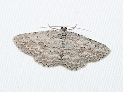 Psilosticha absorpta