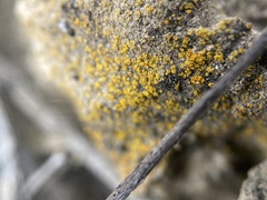 Xanthocarpia tominii