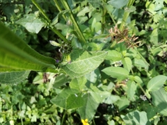 Verbesina tetraptera