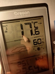 Eudonia truncicolella