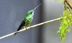 Heliodoxa imperatrix