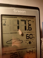 Eudonia truncicolella