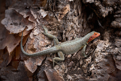 Microlophus indefatigabilis