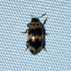 Ischyrus quadripunctatus