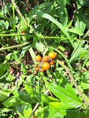 Solanum quitoense