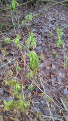 Rhododendron groenlandicum