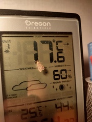 Eudonia truncicolella