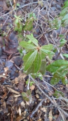 Rhododendron groenlandicum
