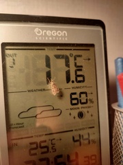 Eudonia truncicolella