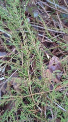 Calluna vulgaris
