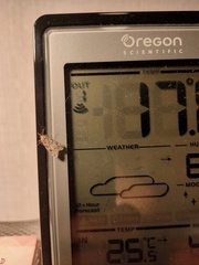 Eudonia truncicolella