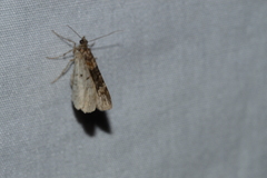 Xanthorhoe ferrugata