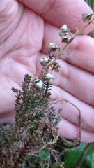 Calluna vulgaris