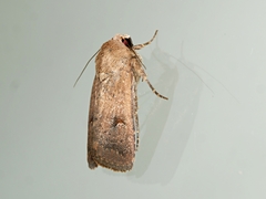 Proteuxoa hypochalchis