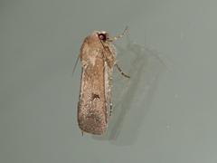 Proteuxoa hypochalchis