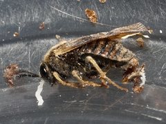 Cimbicidae
