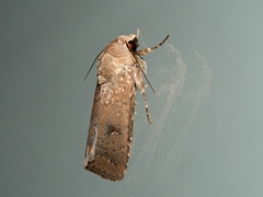 Proteuxoa hypochalchis