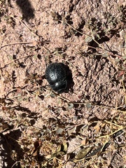 Eusattus reticulatus