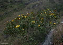 Luxemburgia glazioviana