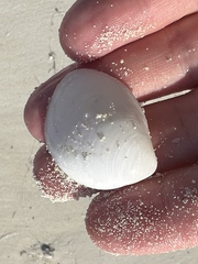 Laevicardium serratum