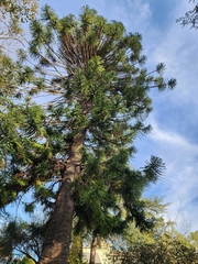 Araucaria bidwillii